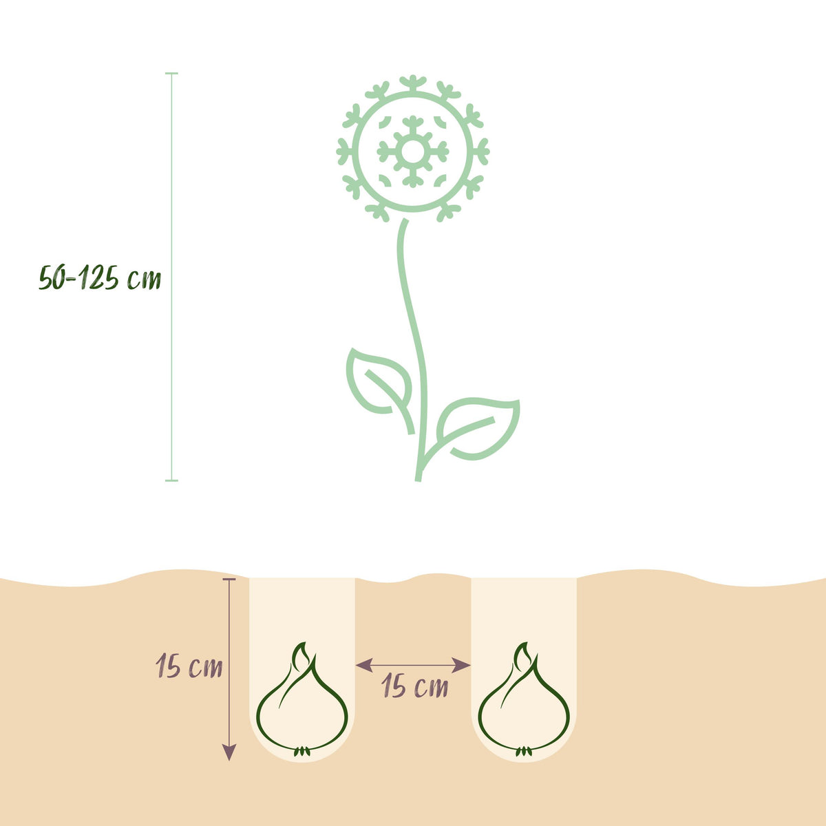Green boutiQ - Bloembollen - Bulb Garden Allium mix - Diversen Kleuren - 80 stuks - Gift Verpakking