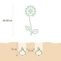 Green boutiQ - Bloembollen - Bulb Garden Allium mix - Diversen Kleuren - 80 stuks - Gift Verpakking