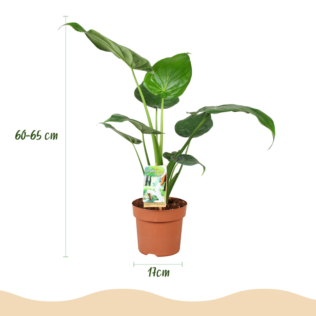 Green BoutiQ - Green is... Kamerplanten - Alocasia Cucullata - Boeddha,s hand - Weinig onderhoud - Groen - 1 Plant - Pot 17cm - Hoogte 60-65cm
