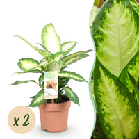 Green BoutiQ - Green is... Kamerplanten - Diefenbachia Camilla - Dieffenbachia - Weinig onderhoud - Groen - 2 Planten - Pot 17cm - Hoogte 45-50cm