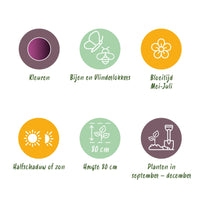 Green boutiQ - Bloembollen - Allium Miami - Kleur Paars - 15 stuks - Bolmaat 10/11 - XXL Pack