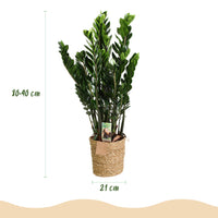Green BoutiQ - Green is... Kamerplanten - Zamioculcas - ZZ-plant - Weinig onderhoud - met mand - Groen - 1 Plant - Pot 21cm - Hoogte 80-90cm