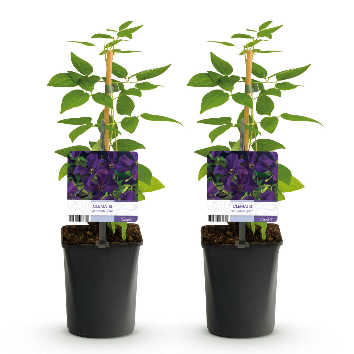 Green boutiQ - Klimplant - Clematis vit. Polish Spirit - Bloem Roze - Weinig onderhoud -2 planten -  Pot 11cm Hoogte 40cm