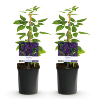 Green boutiQ - Klimplant - Clematis vit. Polish Spirit - Bloem Roze - Weinig onderhoud -2 planten -  Pot 11cm Hoogte 40cm