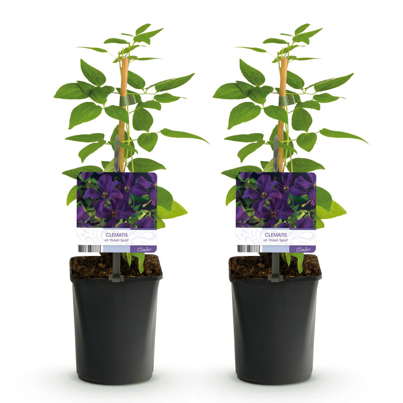 Green boutiQ - Klimplant - Clematis vit. Polish Spirit - Bloem Roze - Weinig onderhoud -2 planten -  Pot 11cm Hoogte 40cm