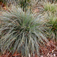 Green boutiQ - Siergrassen - Carex oshimensis Everest - Wit en Groen - 2 Planten - Bladhoudend - Weinig Onderhoud - Pot 17cm Hoogte 50cm