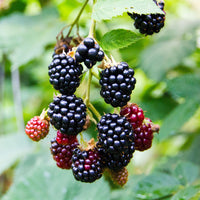 Green boutiQ - Fruitplant - Braam - Rubus fruticosus Triple Crown - Zwarte Braam - Doornloos - 2 planten -  Pot 11cm Hoogte 40cm