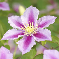 Green boutiQ - Klimplant - Clematis Blue Angel