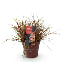 Green boutiQ - Siergrassen - Uncinia rubra Everflame  - Rood - 1 Plant - Groenblijvend - Winterhard - Pot 17cm Hoogte 50cm