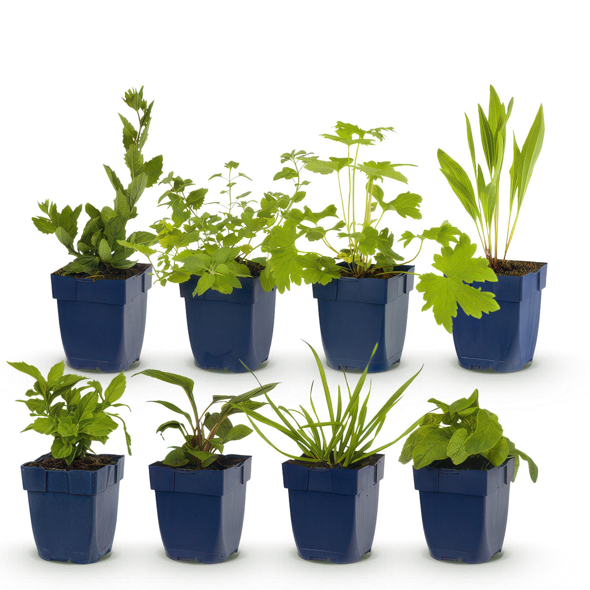 Green boutiQ - Borderpakket - Bijen en Vlinderlokkend - 8 Vaste planten - 1 m2 - Diversen kleuren - Weinig Onderhoud - Pot 11cm