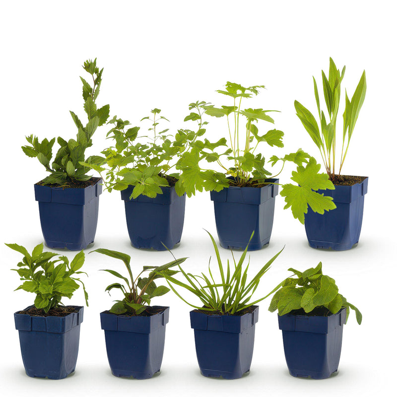 Green boutiQ - Borderpakket - Bijen en Vlinderlokkend - 8 Vaste planten - 1 m2 - Diversen kleuren - Weinig Onderhoud - Pot 11cm