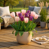 Green boutiQ - Bloembollen - Tulp Macron mix - Diversen Kleuren - 12 stuks - Bolmaat 11/12 - XXL Pack
