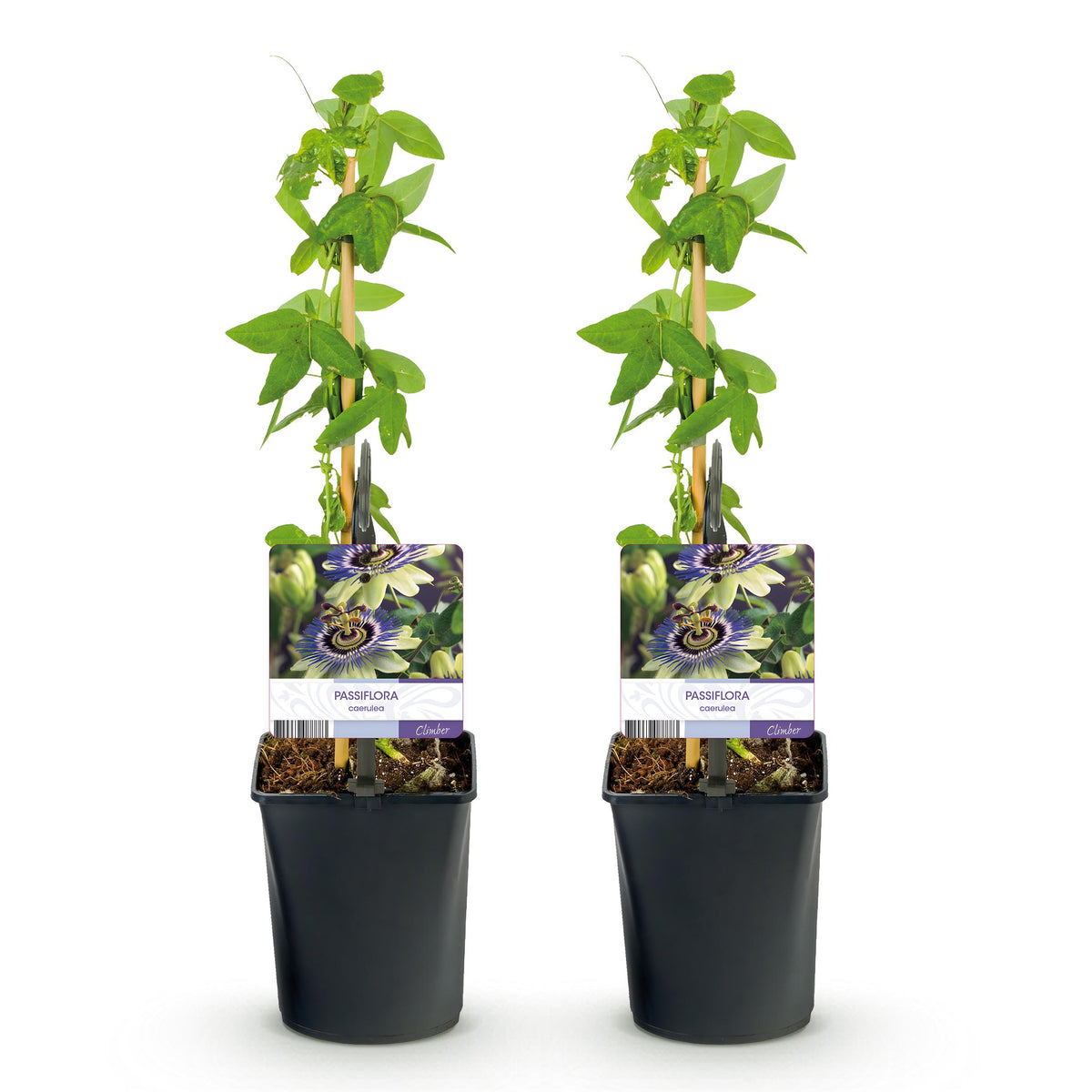 Green boutiQ - Passiebloem - Passiflora caerulea  - Bloem Blauw met Groen Wit - Weinig onderhoud - 2 planten - Pot 11cm Hoogte 40cm