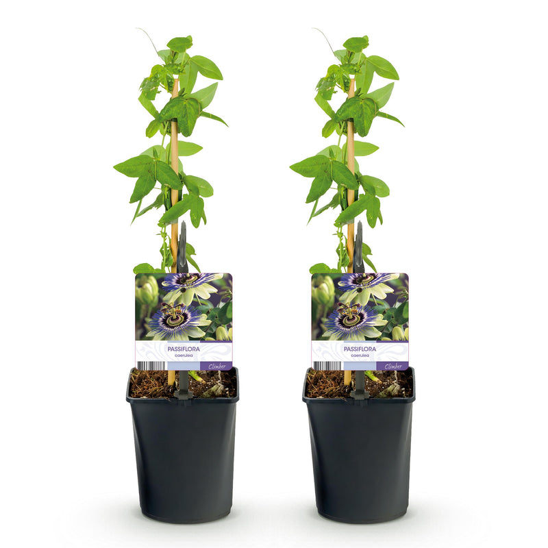 Green boutiQ - Passiebloem - Passiflora caerulea  - Bloem Blauw met Groen Wit - Weinig onderhoud - 2 planten - Pot 11cm Hoogte 40cm