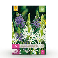 Green boutiQ - Bloembollen - Camassia Leichtlinii Mix - Kleur Paars en Wit - 5 stuks - Bolmaat 12/14 - XXL Pack