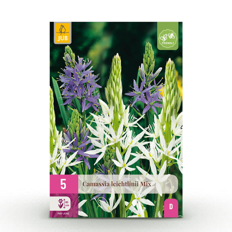 Green boutiQ - Bloembollen - Camassia Leichtlinii Mix - Kleur Paars en Wit - 5 stuks - Bolmaat 12/14 - XXL Pack