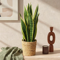 Green BoutiQ - Green is... Kamerplanten - Sanseveria Laurentii - Vrouwentong - Weinig onderhoud - met mand - Groen - 1 Plant - Pot 17cm - Hoogte 60-70cm