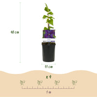 Green boutiQ - Klimplant - Clematis Star of India - Bloem Roze - Weinig onderhoud -2 planten -  Pot 11cm Hoogte 40cm