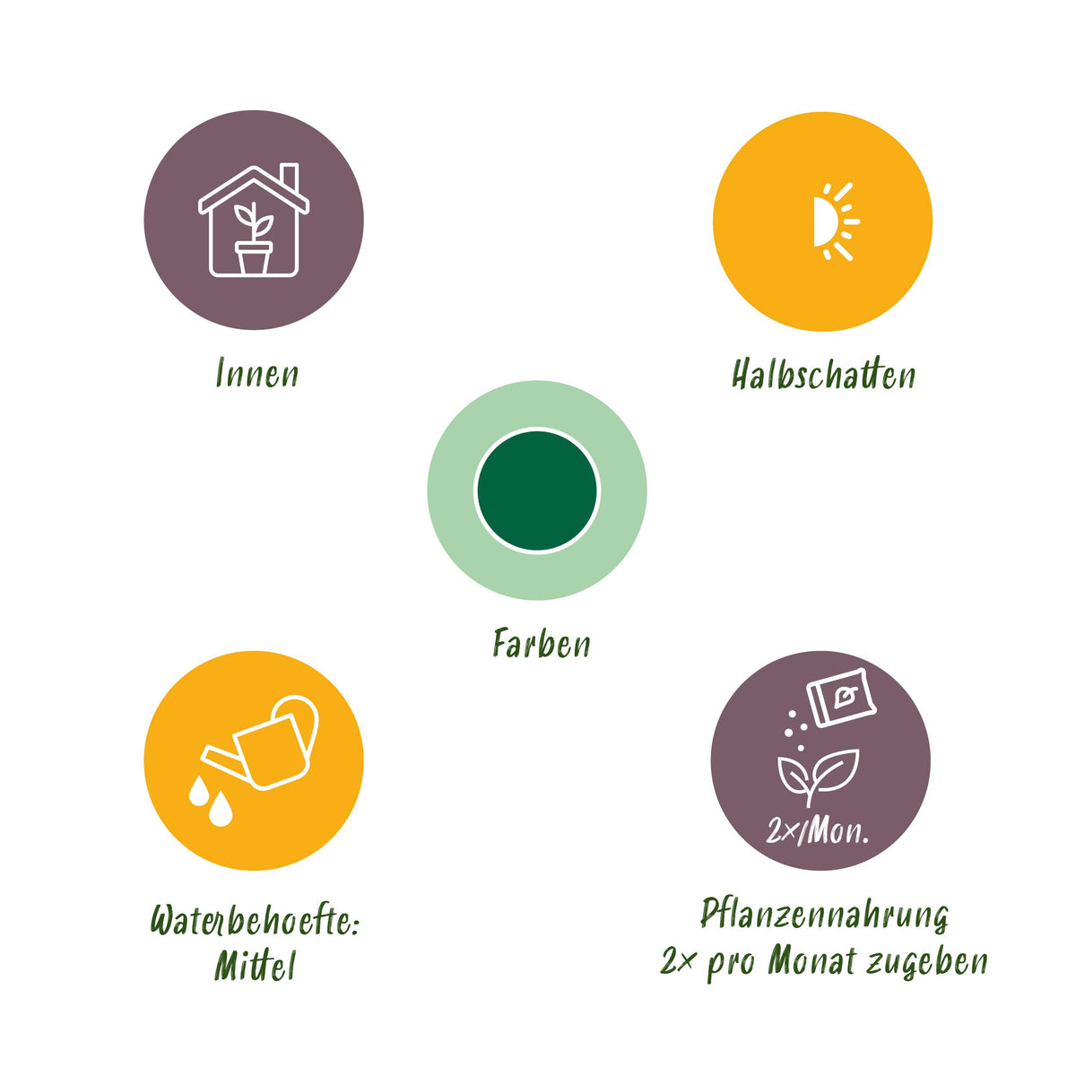 Green BoutiQ - Green is... Kamerplanten - Cupressus Gold Crest Wilma - Kamer conifeer - Weinig onderhoud - Groen - 1 Plant - Pot 21cm - Hoogte 85-95cm