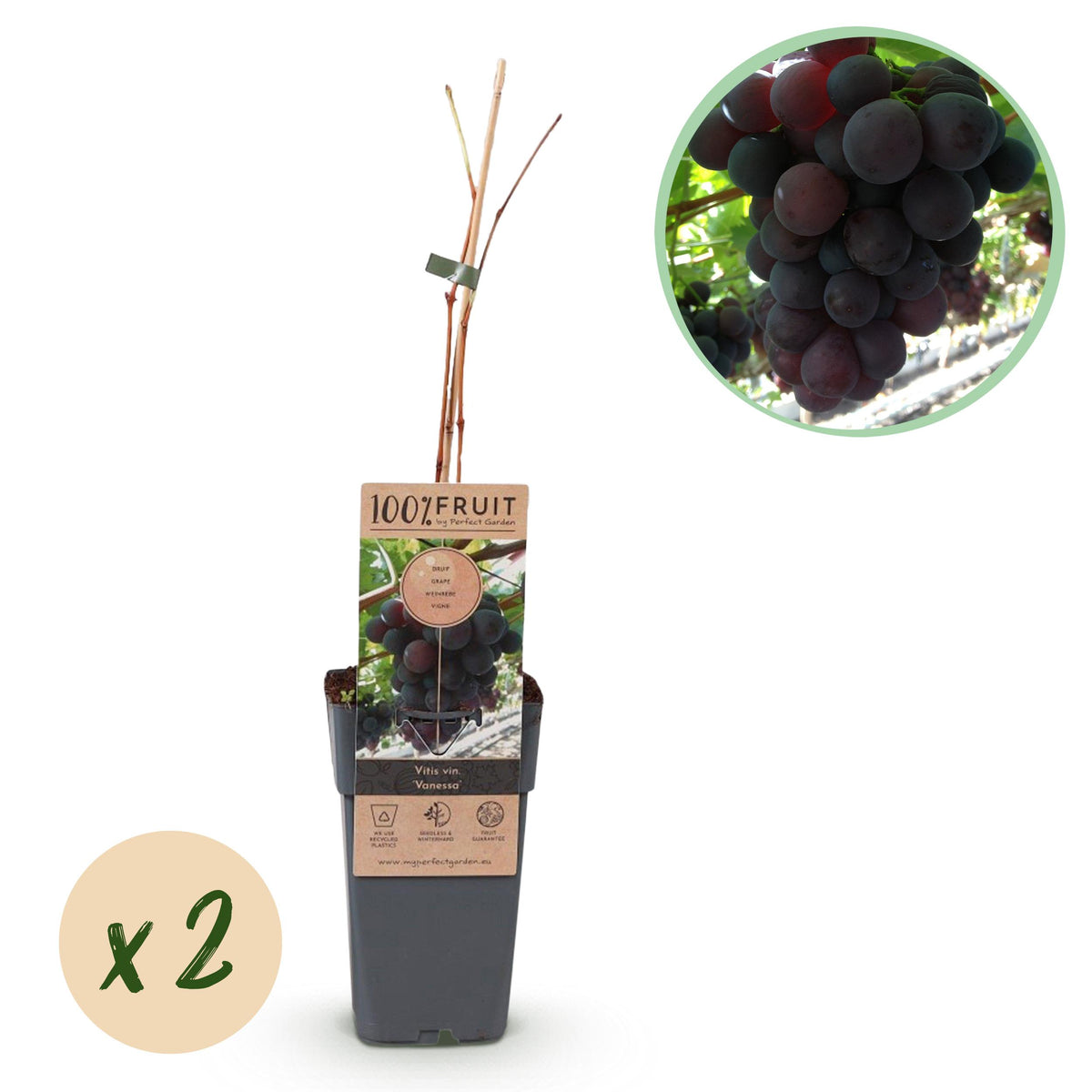 Green boutiQ - Fruitplant - Paarse Druif -  Vitis vinifera Vanessa - Pitloos - 2 planten - Pot 15cm Hoogte 50cm