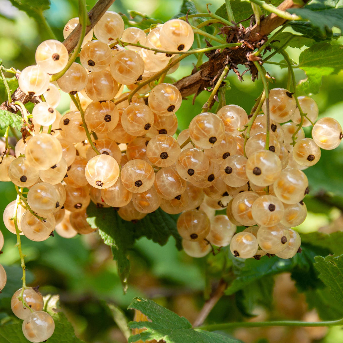 Green boutiQ - Fruitplant - Aalbes - Ribes rubrum White Pearl - Witte Bes - 2 planten -  Pot 11cm Hoogte 40cm