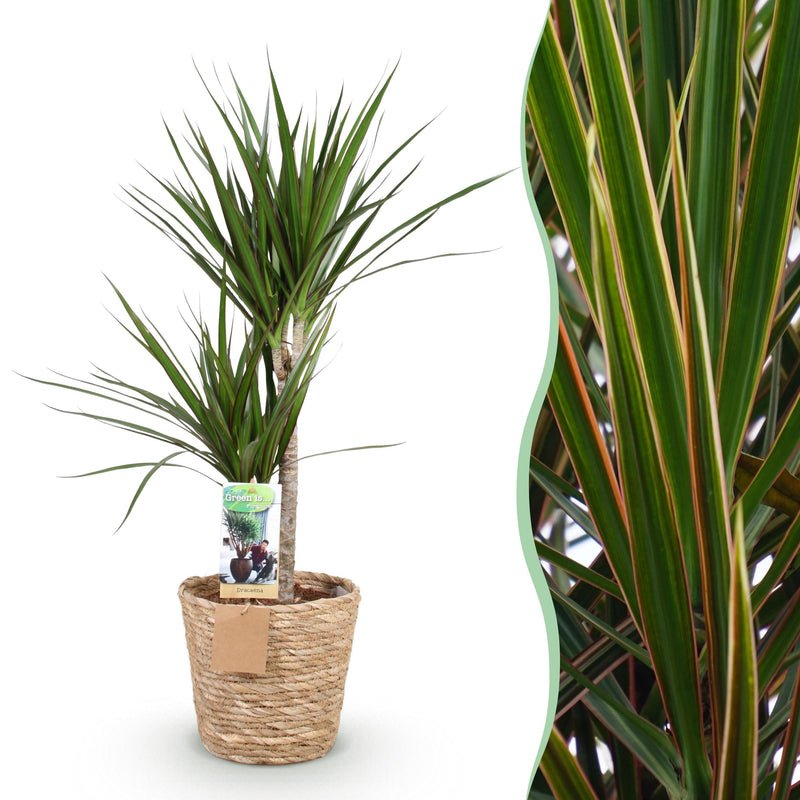 Green BoutiQ - Green is... Kamerplanten - Dracaena Marginata - Drakenbloedboom - Weinig onderhoud - met mand - Groen - 1 Plant - Pot 21cm - Hoogte 90-100cm