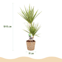 Green BoutiQ - Green is... Kamerplanten - Dracaena Sunray - Drakenbloedboom - Weinig onderhoud - met mand - Groen - 1 Plant - Pot 17cm - Hoogte 70-75cm