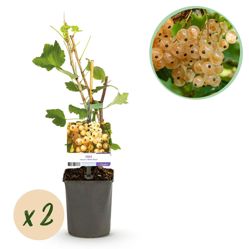 Green boutiQ - Fruitplant - Aalbes - Ribes rubrum White Pearl - Witte Bes - 2 planten -  Pot 11cm Hoogte 40cm