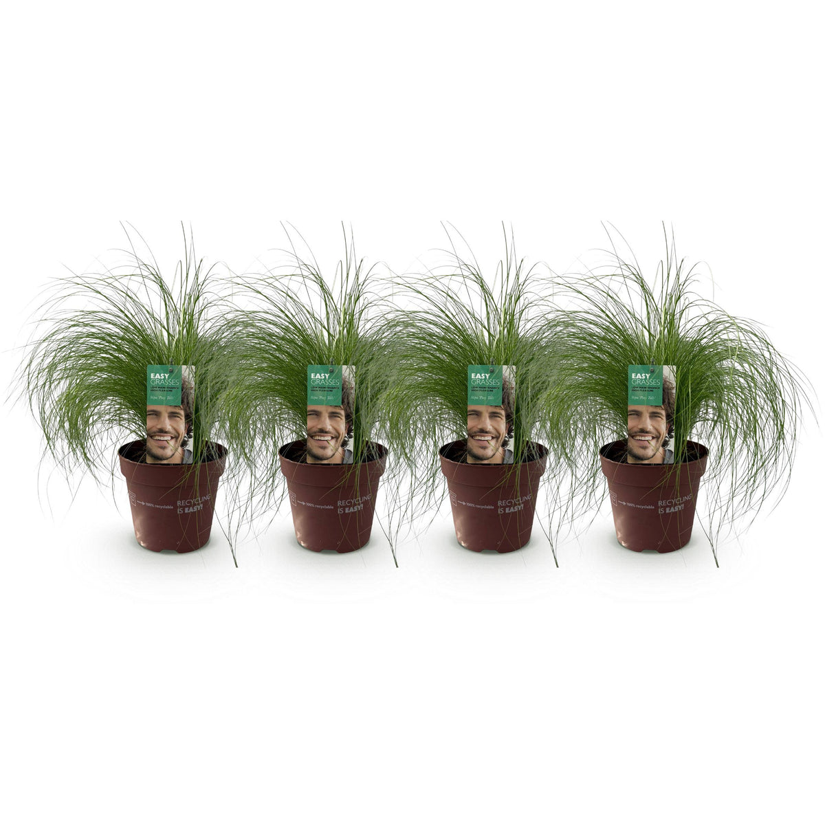 Green boutiQ - Siergrassen - Stipa tenuifolia Pony Tails - Groen - 4 Planten - Bladhoudend - Weinig Onderhoud - Pot 17cm Hoogte 50cm