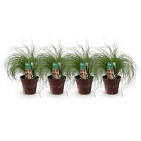 Green boutiQ - Siergrassen - Stipa tenuifolia Pony Tails - Groen - 4 Planten - Bladhoudend - Weinig Onderhoud - Pot 17cm Hoogte 50cm