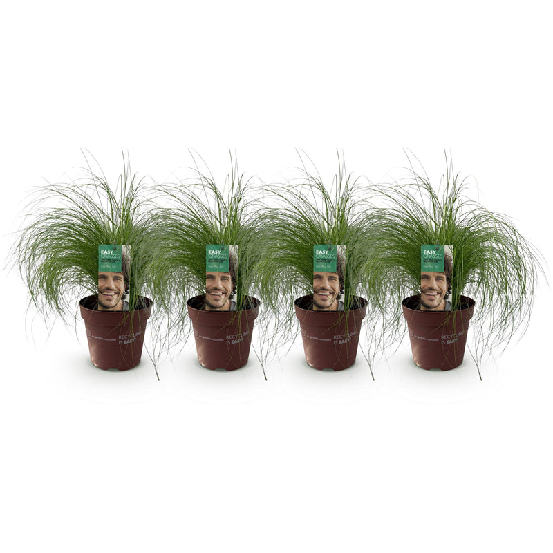 Green boutiQ - Siergrassen - Stipa tenuifolia Pony Tails - Groen - 4 Planten - Bladhoudend - Weinig Onderhoud - Pot 17cm Hoogte 50cm