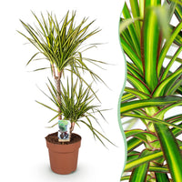 Green BoutiQ - Green is... Kamerplanten - Dracaena Sunray - Drakenbloedboom - Weinig onderhoud - Groen - 1 Plant - Pot 21cm - Hoogte 90-100cm
