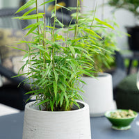 Green boutiQ - Bamboe - Fargesia Blue Dragon - Groen - 4 Planten - Bladhoudend - Niet Woekerend- Pot 14cm Hoogte 35cm