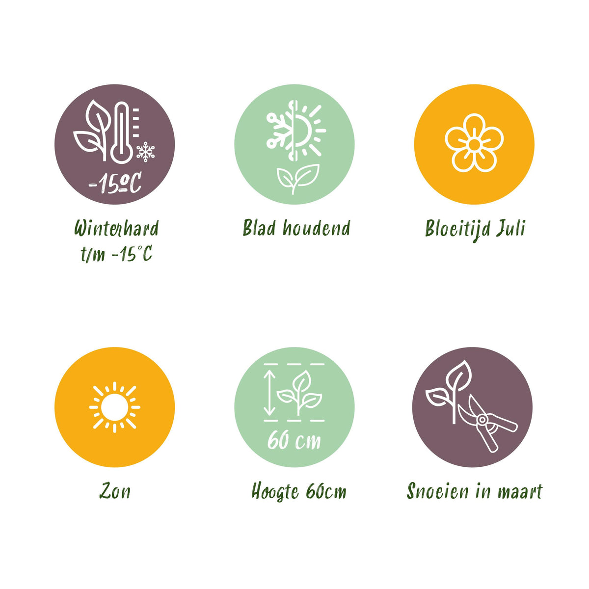 Green boutiQ - Siergrassen - Uncinia rubra Everflame  - Rood - 4 Planten - Bladhoudend - Weinig Onderhoud - Pot 17cm Hoogte 50cm