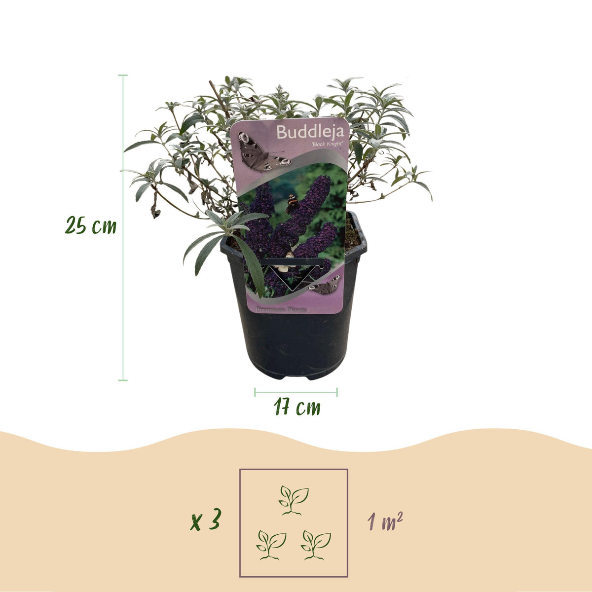 Green boutiQ - Vlinderstruik - Buddleja davidii Black Night - Bloem Paars - 1 Plant - Bladverliezend - Vlinderlokkend -  Pot 17cm Hoogte 25cm