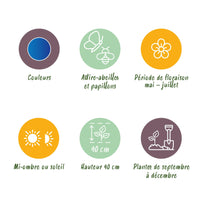 Green boutiQ - Bloembollen - Allium Caeruleum - Kleur Blauw - 40 stuks - Bolmaat 4/5 - XXL Pack