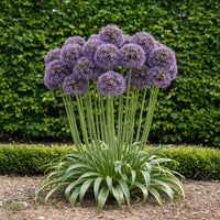 Green boutiQ - Bloembollen - Allium Gladiator - Kleur Paars - 5 stuks - Bolmaat 16/18 - XXL Pack