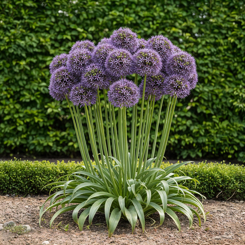 Green boutiQ - Bloembollen - Allium Gladiator - Kleur Paars - 5 stuks - Bolmaat 16/18 - XXL Pack