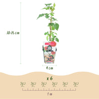 Green boutiQ - Fruitplanten - Taybes - Rubus Tayberry - Winterhard - 6 Planten - Pot 9 cm - Rode Bes