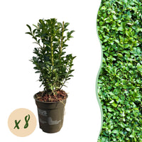 Green boutiQ - Haagplanten - Euonymus japonica Green Spire