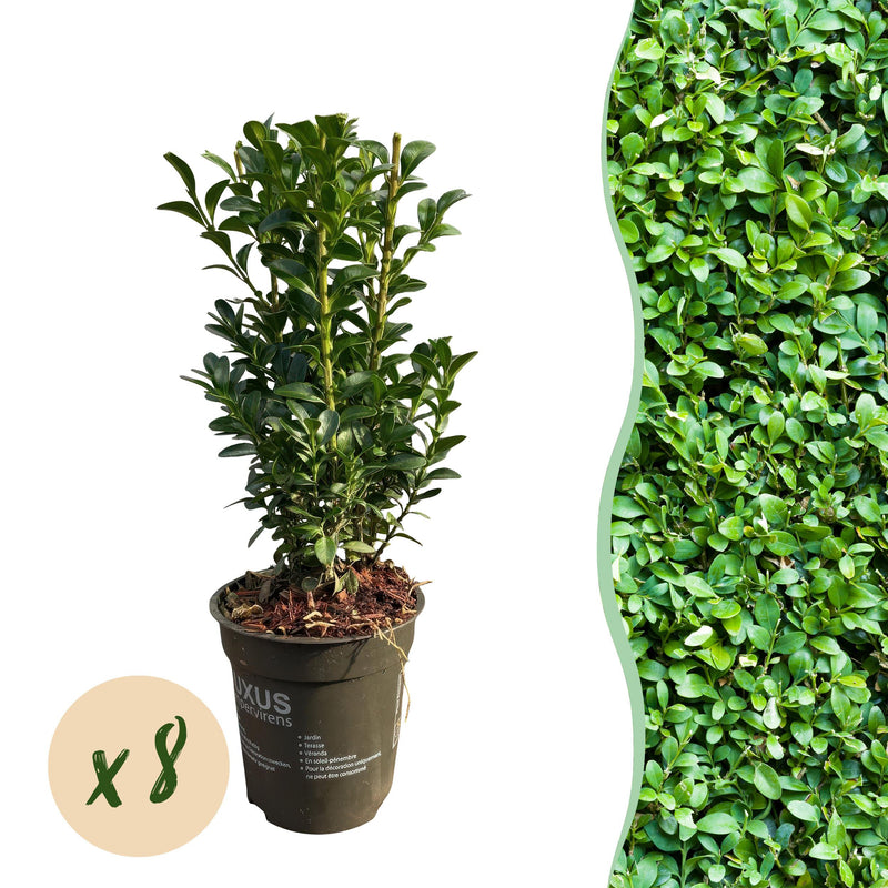 Green boutiQ - Haagplanten - Euonymus japonica Green Spire