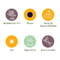 Green boutiQ - Fruitplanten - Braam - Rubus Black Satin - Winterhard - 3 Planten - Pot 9 cm - Zwarte Braam