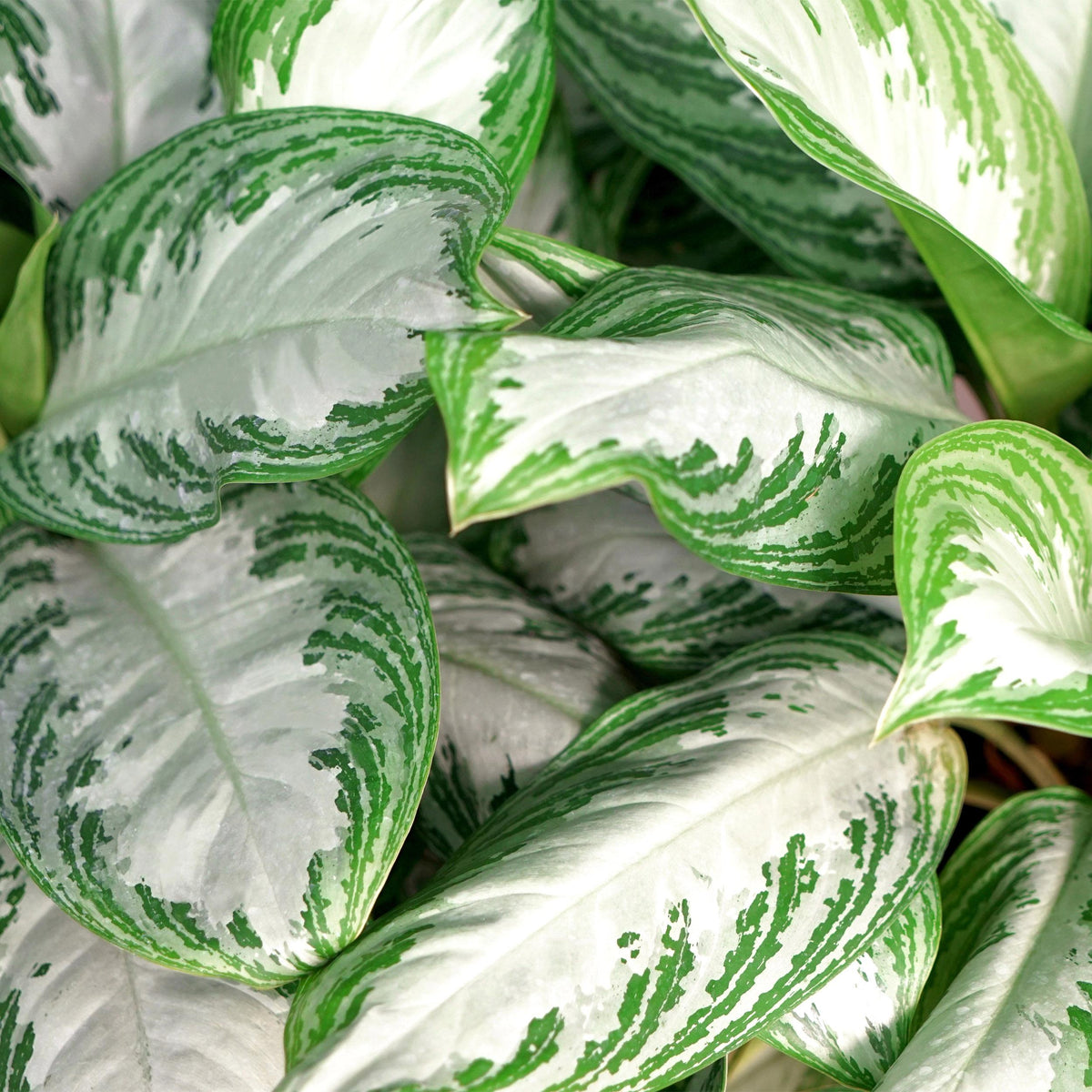 Green BoutiQ - Green is... Kamerplanten - Aglaonema Silver Bay - Zilverblad - Weinig onderhoud - met mand - Groen - 2 Planten - Pot 17cm - Hoogte 70-75cm
