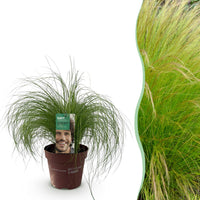 Green boutiQ - Siergrassen - Stipa tenuifolia Pony Tails - Groen - 1 Plant - Groenblijvend - Winterhard - Pot 17cm Hoogte 50cm