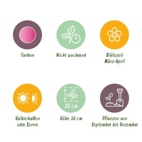 Green boutiQ - Bloembollen - Corydalis Beth Evans - Kleur Wit en Paars - 20 stuks - Bolmaat 6/7 - XXL Pack