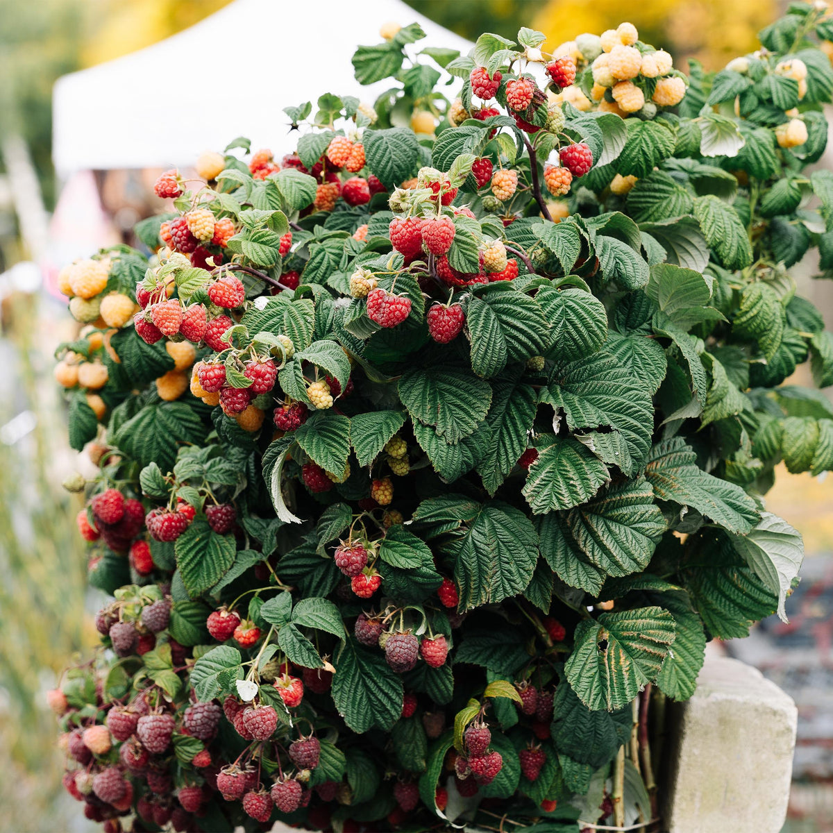 Green boutiQ - Fruitplant - Framboos - Rubus Mailing Promise  - Rode Framboos - 2 planten -  Pot 11cm Hoogte 40cm