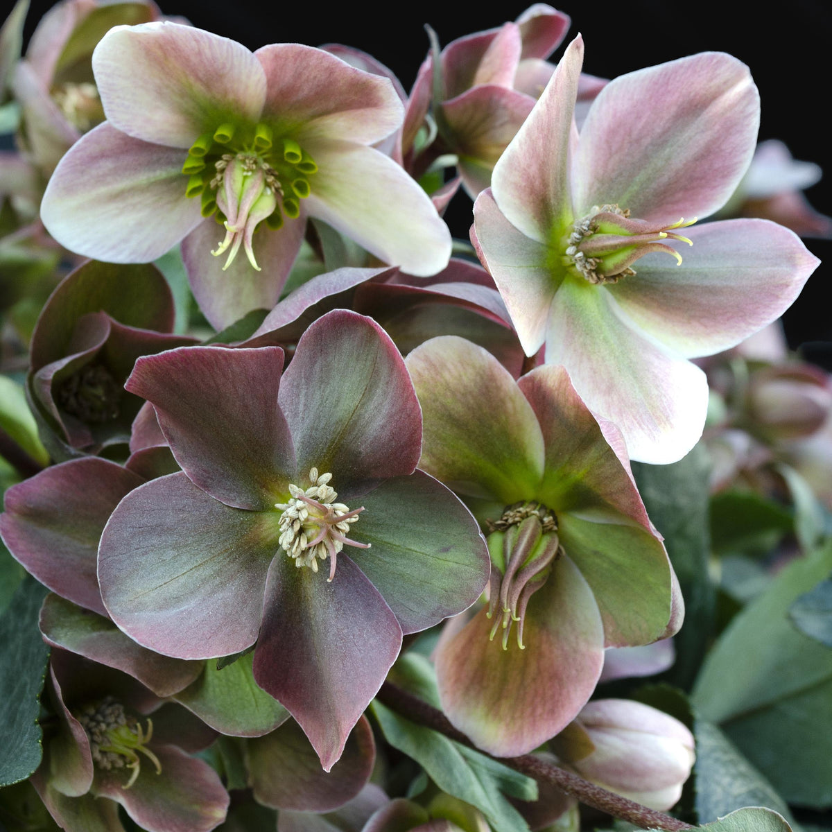 Green boutiQ - Tuinplant - Lenten Rose -  Helleborus Angels Glow - Roze Bloem - Groenblijvend - Pot 19cm Hoogte 50cm