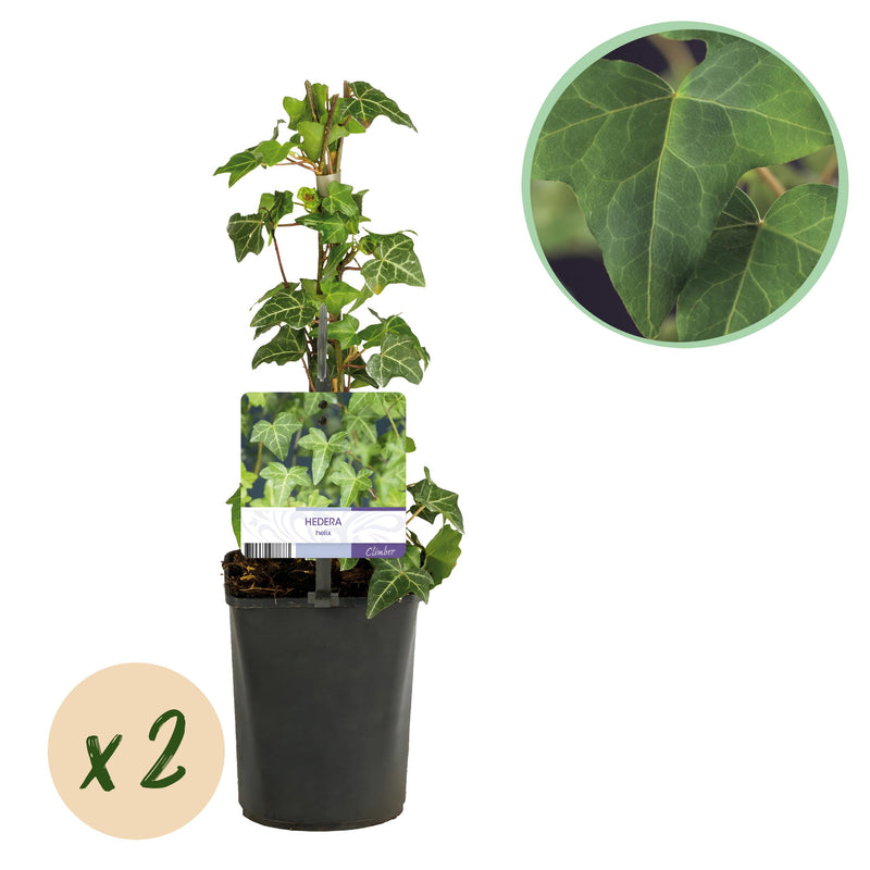 Green boutiQ - Klimplant - Hedera helix - Blad groen - Groenblijvend - 2 planten - Pot 11cm Hoogte 40cm