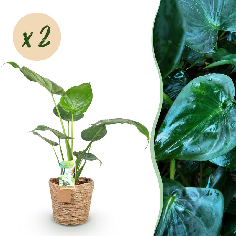 Green BoutiQ - Green is... Kamerplanten - Alocasia Cucullata - Boeddha,s hand - Weinig onderhoud - met mand - Groen - 2 Planten - Pot 17cm - Hoogte 60-65cm
