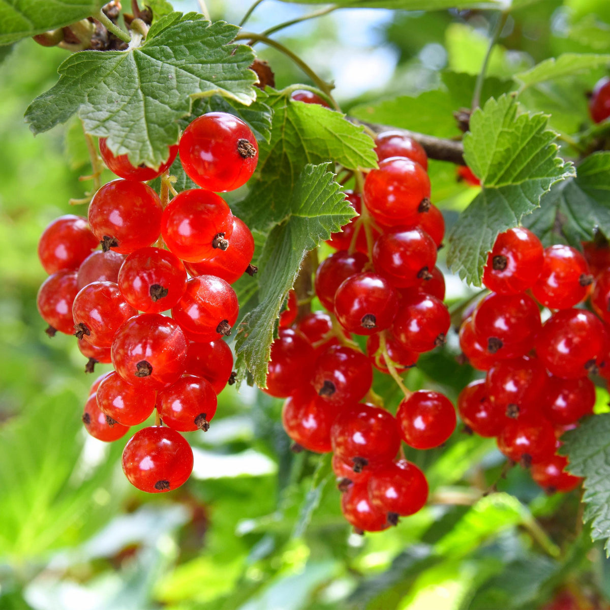 Green boutiQ - Fruitplant - Zwarte bes